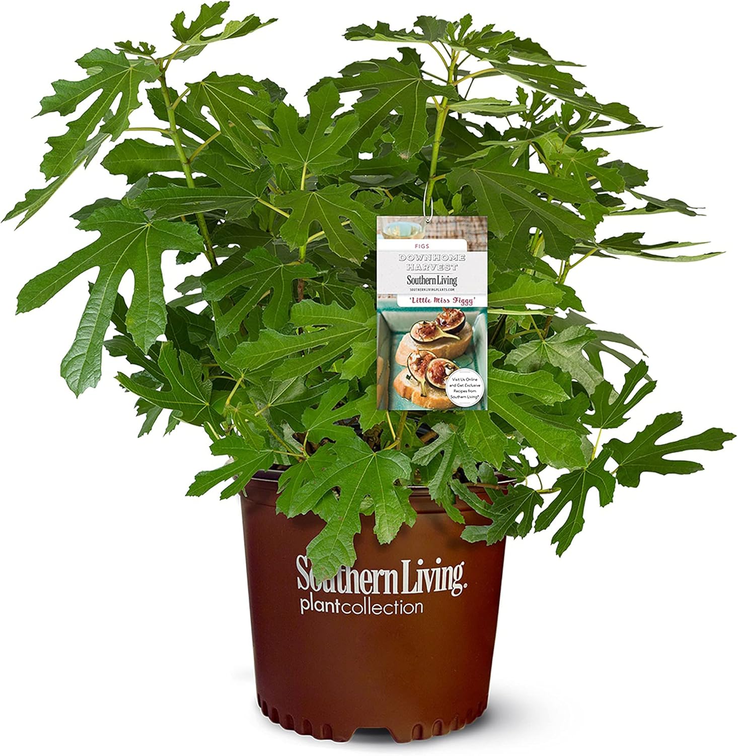 Southern Living 2 Gal. Little Miss Figgy Fig Plant