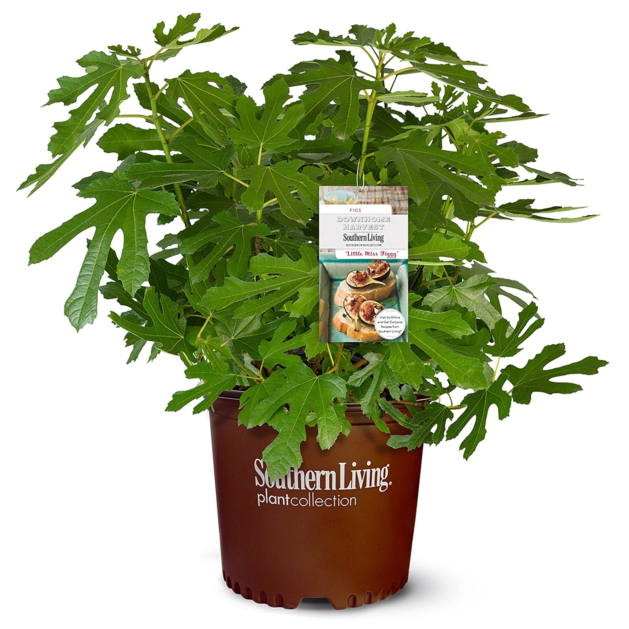 Southern Living Little Miss Figgy Fig Plant