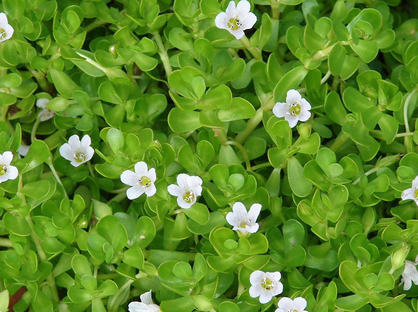 Royal Paradise Garden Rare Brahmi Bacopa monnieri Medicinal 1 Healthy Live Plant (B07YL4H217) Amazon Price History, Amazon Price Tracker