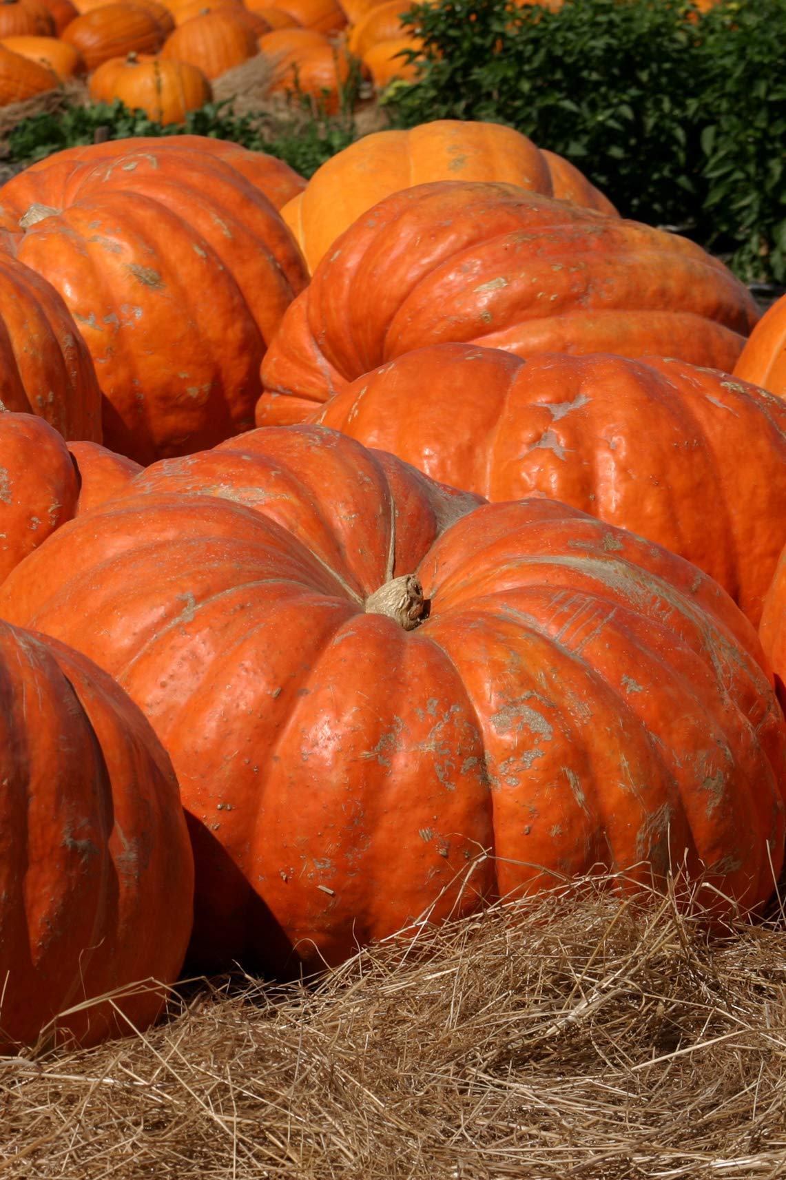 Seedeo Riesenkrbis Atlantic giant (Cucurbita maxima) 7 Samen : Amazon.de:  Garten