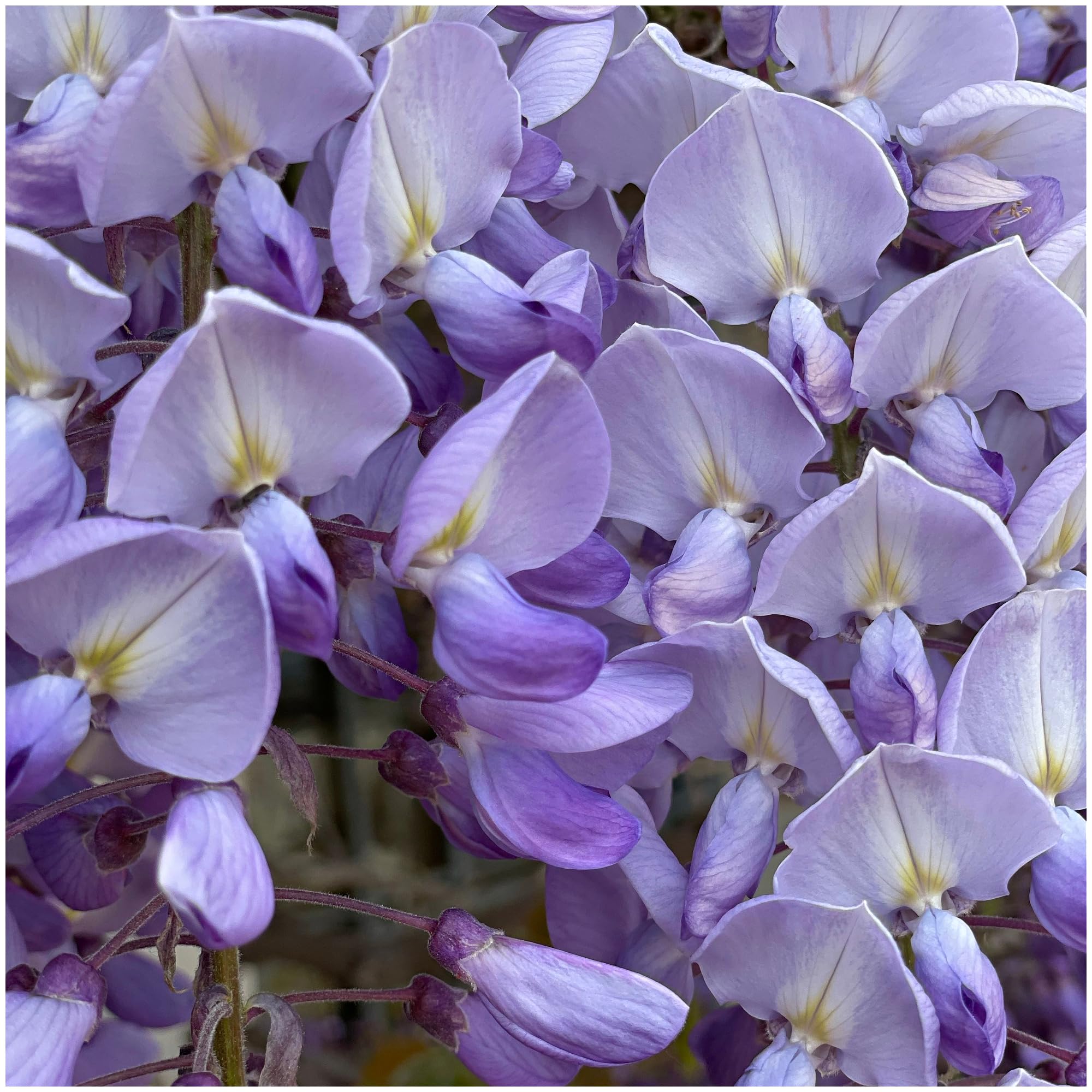 Wisteria Lavender Lace in 2L Pot, Sweetly Scented Flowers 3fatpigs®