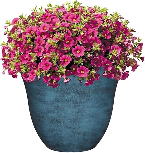 Miniatura 3 de Macetero de madreselva para jardín o patio