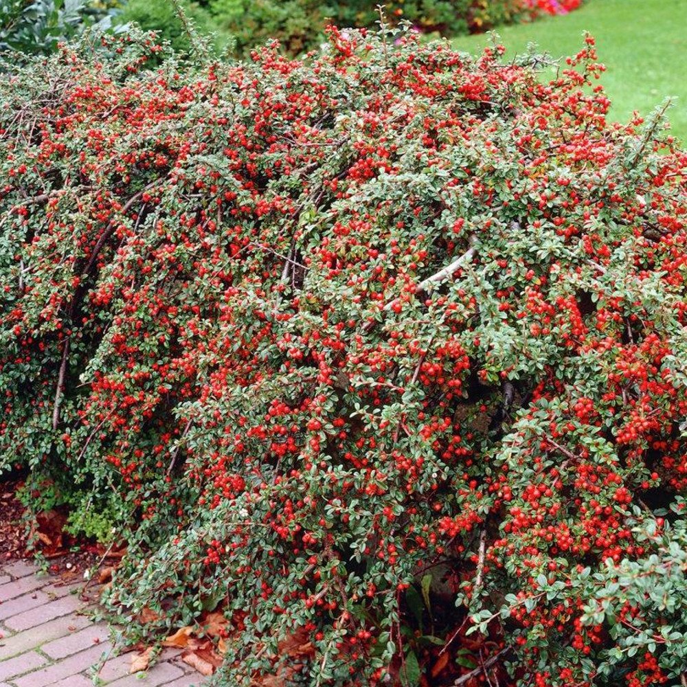 GardenersDream Cotoneaster Horizontalis Plants - Outdoor Garden Ready Hardy Shrubs - Deciduous Berries and Flowering Shrubs - Hedging Outdoor Plants for Walls (9cm Pot, 10 Plants)