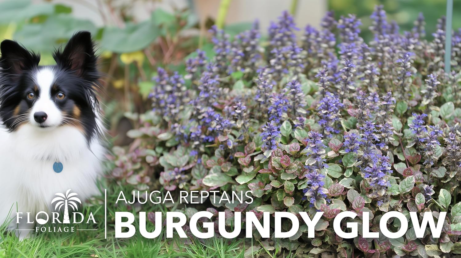 Ajuga Burgundy Glow | 1 Large Trade Gallon Size Plant | Ajuga reptans | Variegated Ground Cover | Borders and Gardens | Blue Flowers