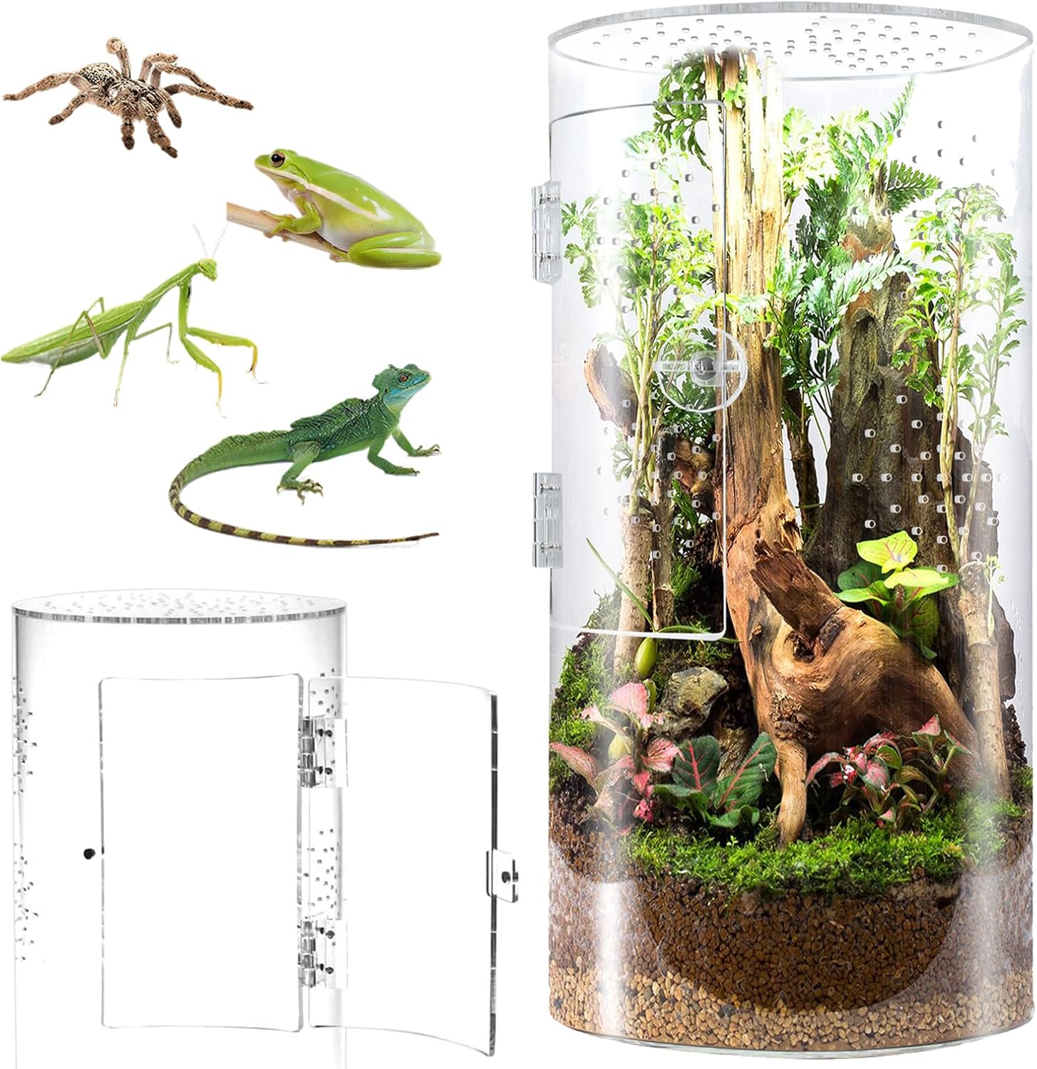Biigdan Zylindrisches Terrarium, Vivarium, Acryl-Terrarium Schnecken – 360°-Panorama Reptilien Faunabox, für springende Spinnen, Gottesanbeterinnen, Geckos, Schnecken, Laubfrösche, Käfer Biigdan Zylindrisches Terrarium, Vivarium, Acryl-Terrarium Schnecken – 360°-Panorama Reptilien Faunabox, für springende Spinnen, Gottesanbeterinnen, Geckos, Schnecken, Laubfrösche, Käfer