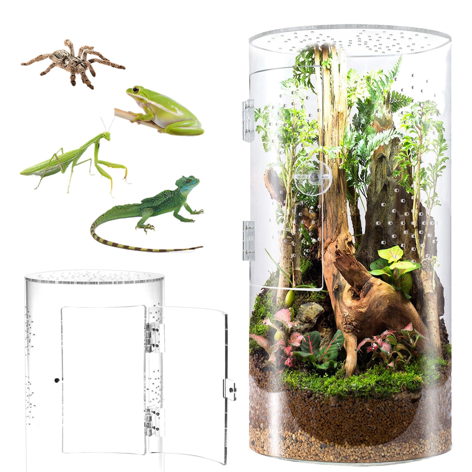 Terrarium Cylindrique, Vivarium Transparent à 360° - Terrarium Phasme en Acrylique, Boîte d'Élevage pour Reptiles, Araignée, Escargots, Mante Religieuse, Lézard, Rainette, Coléoptère