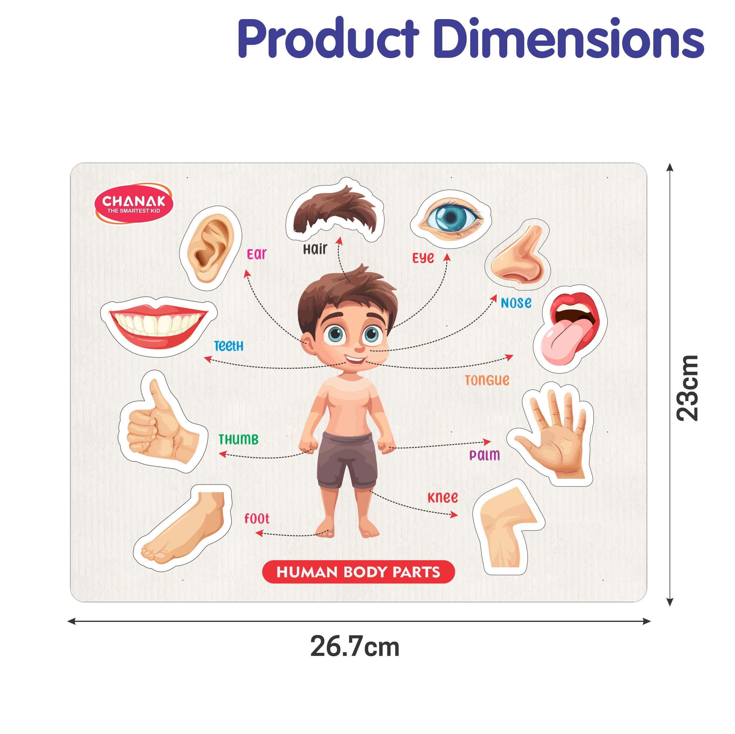 Aditi Toys Wooden Human Body Parts Puzzle with Picture Educational 10 Piece Anatomy Board for Kids Montessori Learning Puzzle for Toddlers & Preschoolers, Nursery and Kindergarten Age Above 2+ Years - Image 2 thumbnail