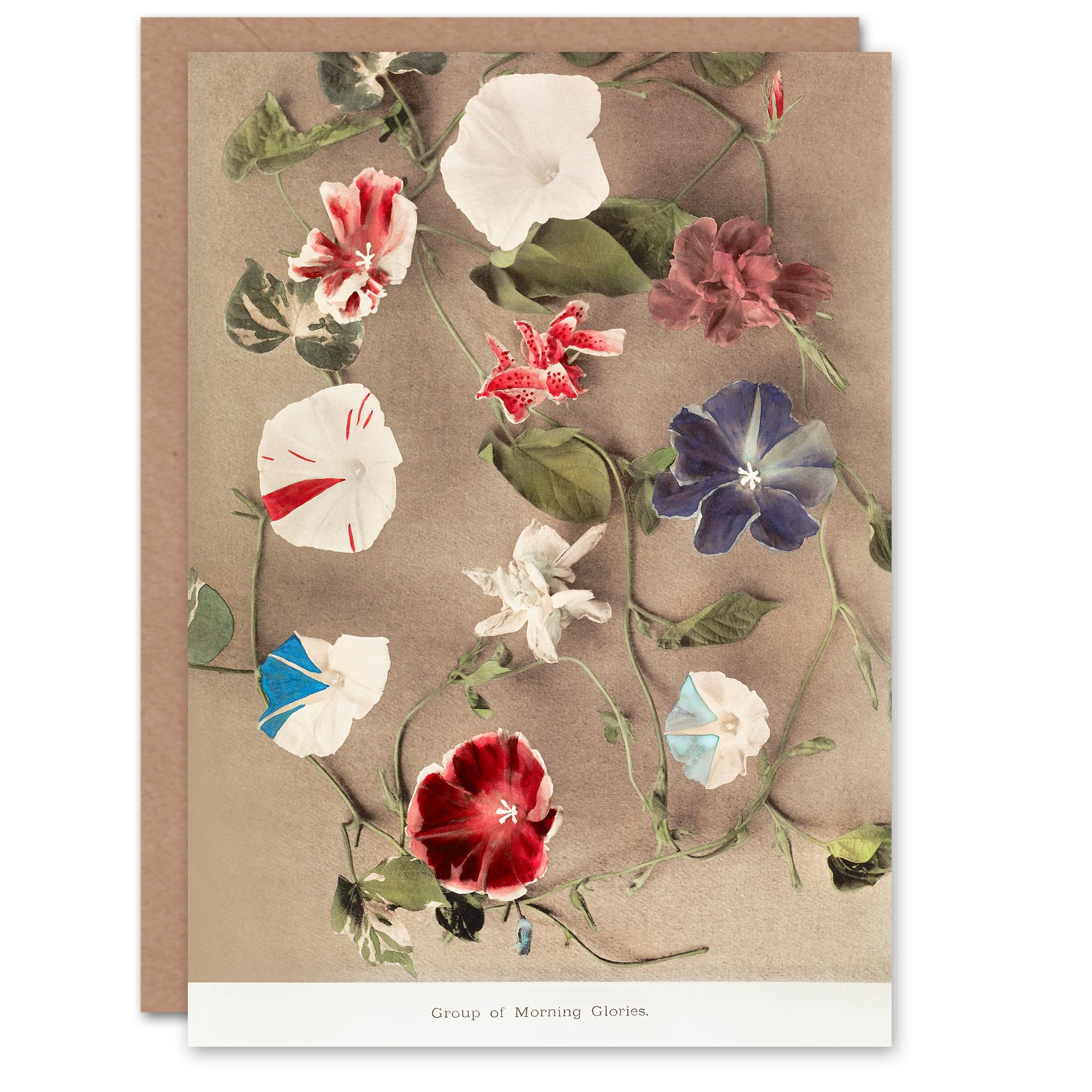 Artery8 Ogawa Kazumasa Japanese Art Card Group Of Morning Glories