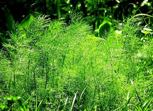 Miniatura 2 de Semillas de eneldo para plantar jardín de hierbas 500+ semillas