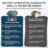 Vista 7 de Alternative Imagination Cáscara de abulón seleccionada a mano, 6 pulgadas o más grande, interior pulido de nácar - Plato a prueba de llama