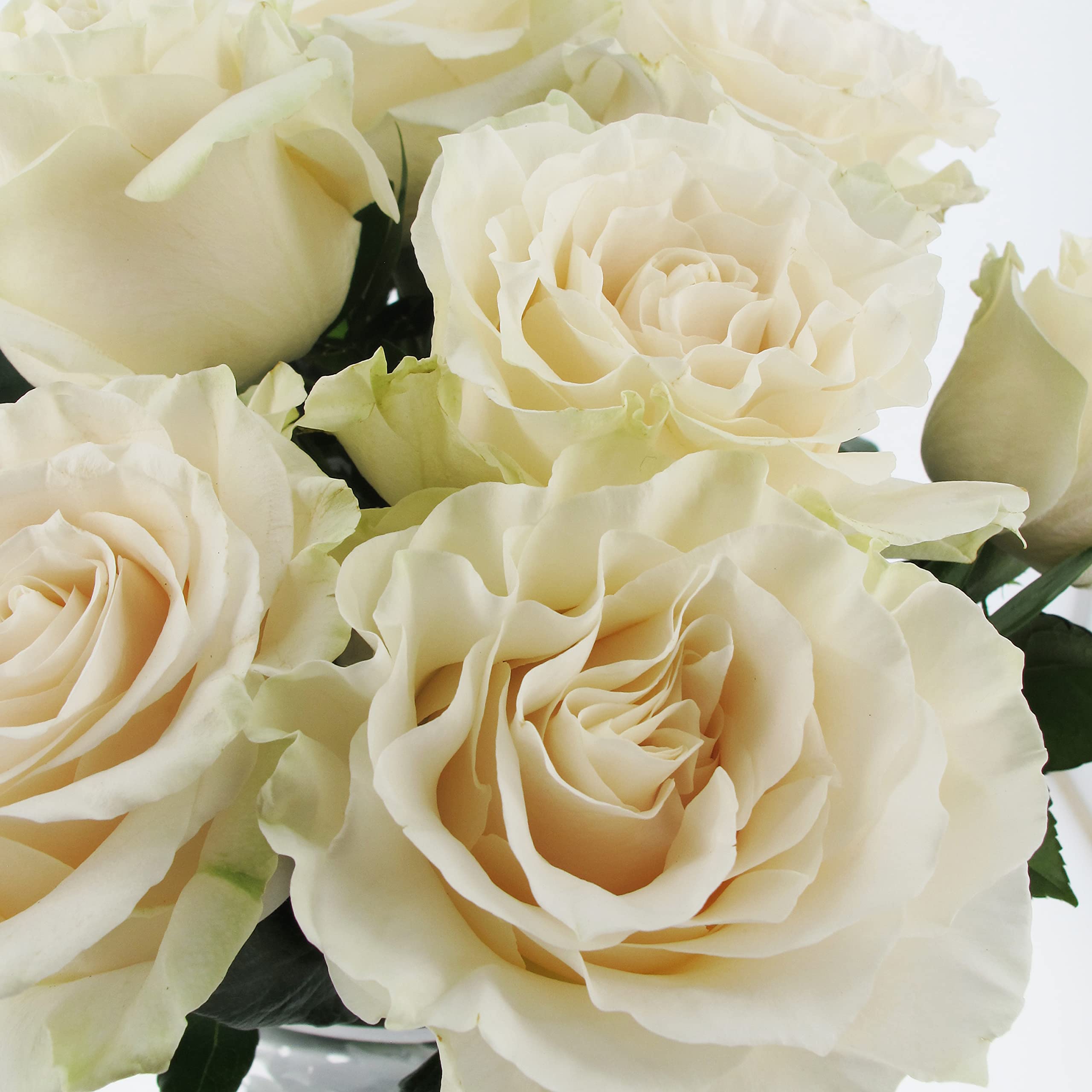KENTIS - Bouquet 12 Rose Bianche con Diffusore per Ambiente - Mazzo Fiori Veri e Freschi a Domicilio con Biglietto Personalizzato incluso Idea Regalo per Lei per Lui San Valentino Anniversario