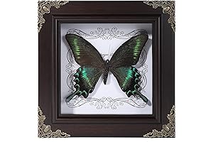 Real Butterfly Taxidermy Shadow Box: Dark Academia Wall Art Decor