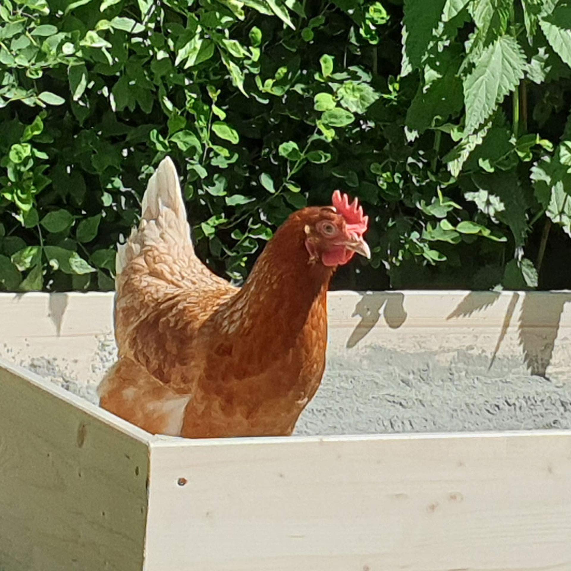 Schicker Mineral Hüfisan Geflügeleinstreu 25 kg, Badesand aus Diabas Urgesteinsmehl für Hühner, Tauben & Geflügel, Naturprodukt zur Feder- & Stallpflege, aktiver Schutz vor Parasiten und Milben