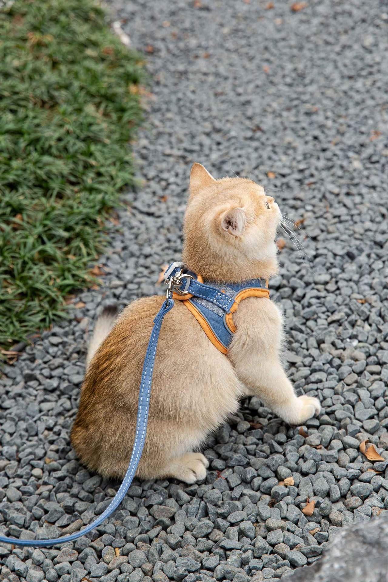 Ma Boutique Chat Harnais Anti-Fugue | HarnessCat + Laisse (Orange,L (4-7kg))