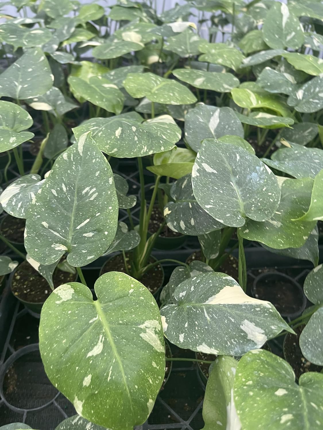 Exquisite Monstera Thai Constellation – A Celestial Addition to Your Indoor Oasis! Thai Constellation, Perfect for Both Seasoned Plant Enthusiasts, Beginners and New Live Plant 4 inch Pot