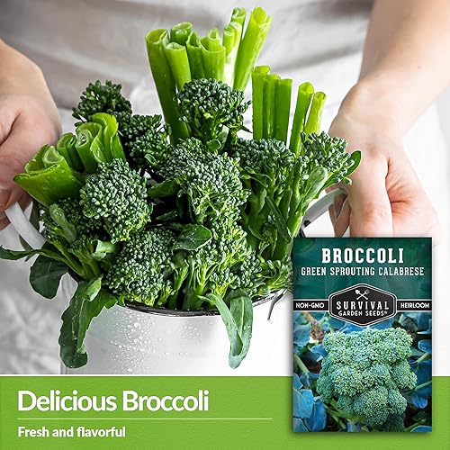 Miniatura 3 de Survival Garden Seeds - Brócoli calabrés germinante verde para plantar - 2 paquetes con instrucciones para plantar y cultivar deliciosos