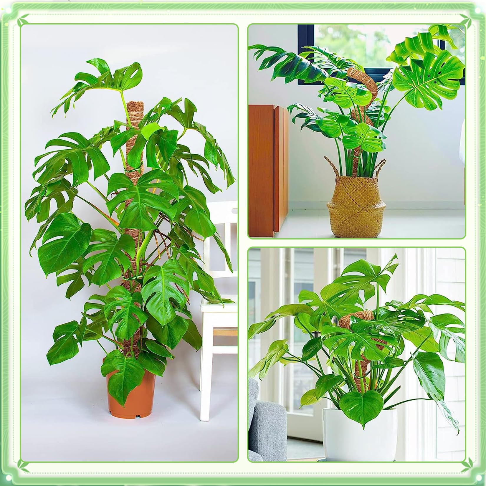 2 Pezzi bastone per piante rampicanti 120 cm lessibile supporto monstera con accessori Fibra di cocco sostegno per piante Per piante da interno
