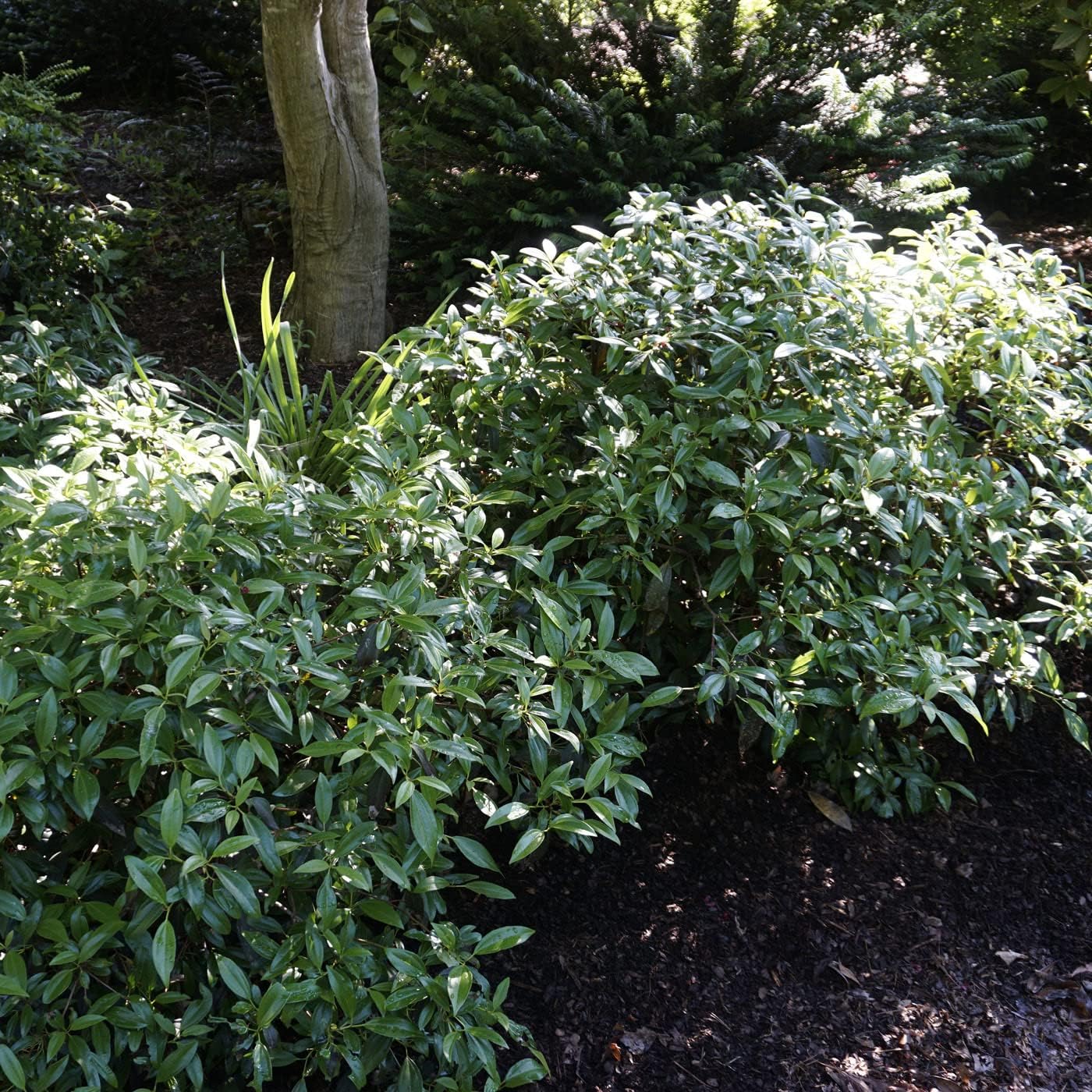 Blooming & Beautiful - Moonlit Lace Viburnum - 3 gal - Evergreen Shrub - Glossy Green to Burgundy Foliage - Lacy White Spring Flowers - Zones 7-9 - Viburnum davidii x tinus 'sPg-3-024' - 3 Gallon Pot