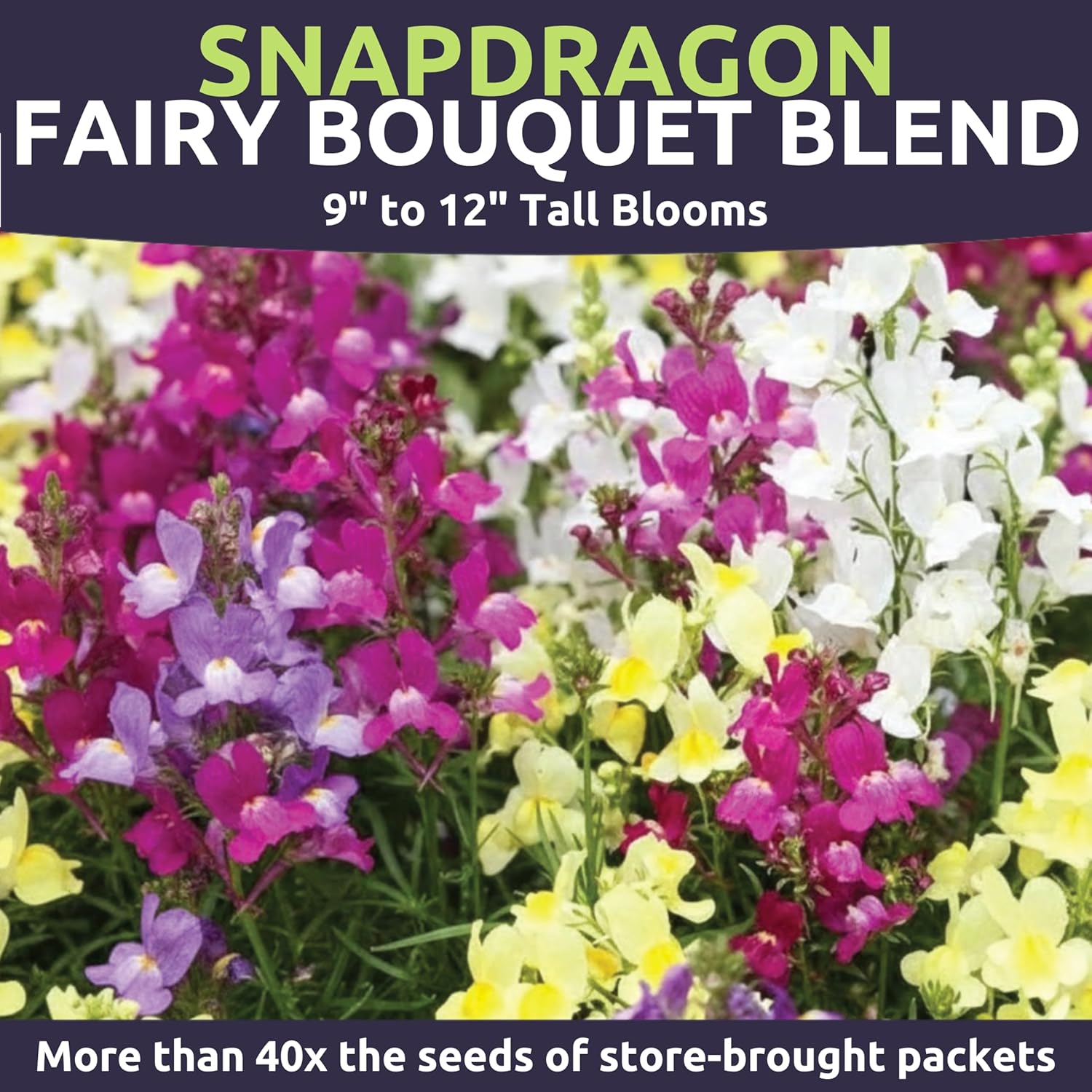 Snapdragon Fairy Bouquet Blend – Large 4 Ounces Seed Packet – 1,600,000 Flower Seeds for Planting – Lineria
