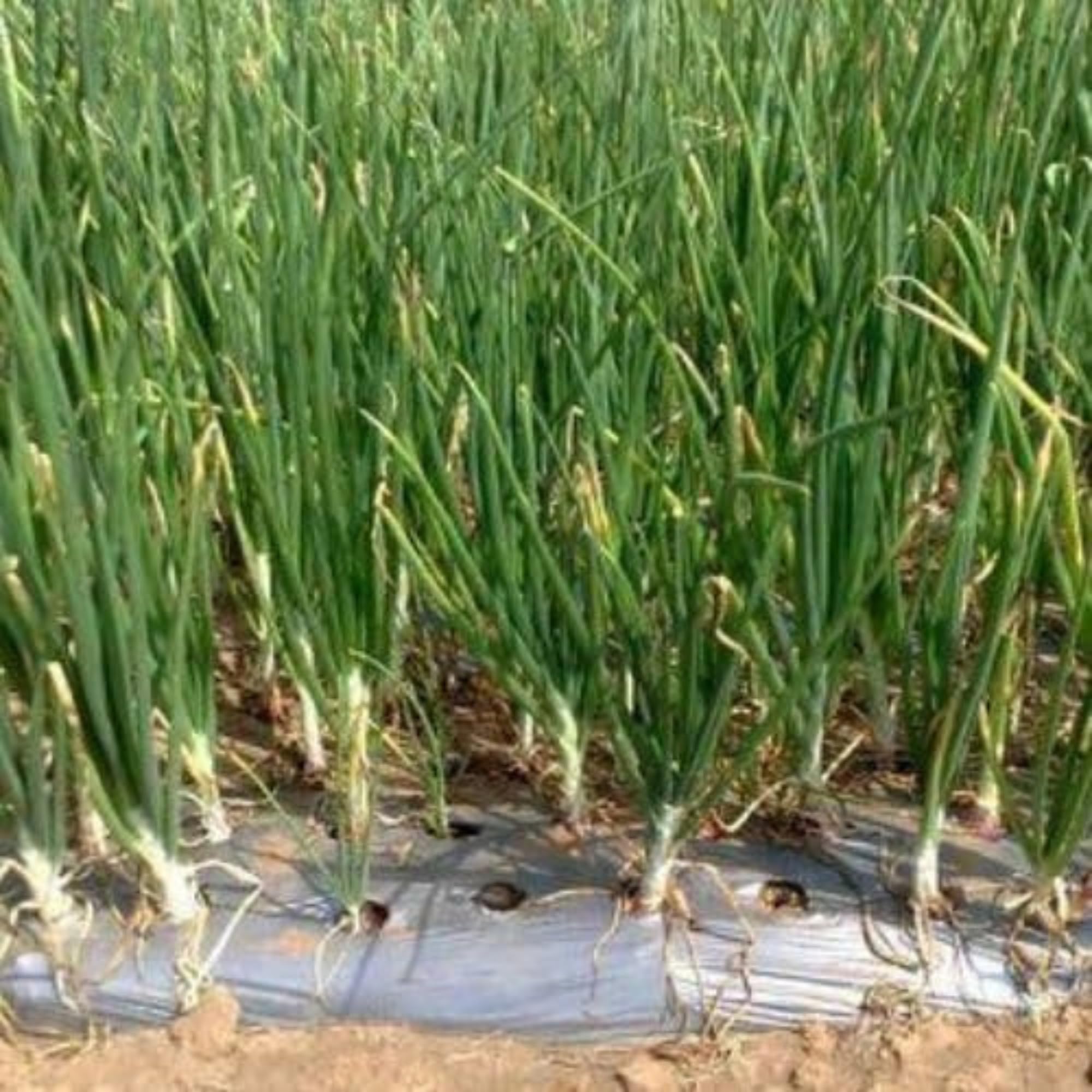 GREENTECH Mulching Paper for Onion, Garlic, Cucumber, Green Chili & More | 25 Micron | 4ft Wide | 400m Roll | 4x4 Inch Hole Spacing (10 Lines)-image-47