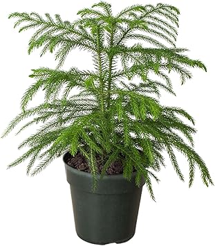 Thirsty Leaves Norfolk Island Pine Plant