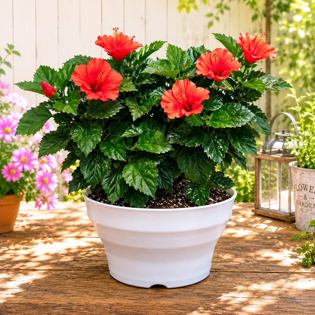 Amazon｜【サマーギフト 夏の季節 】ハイビスカス 大株ボリューム