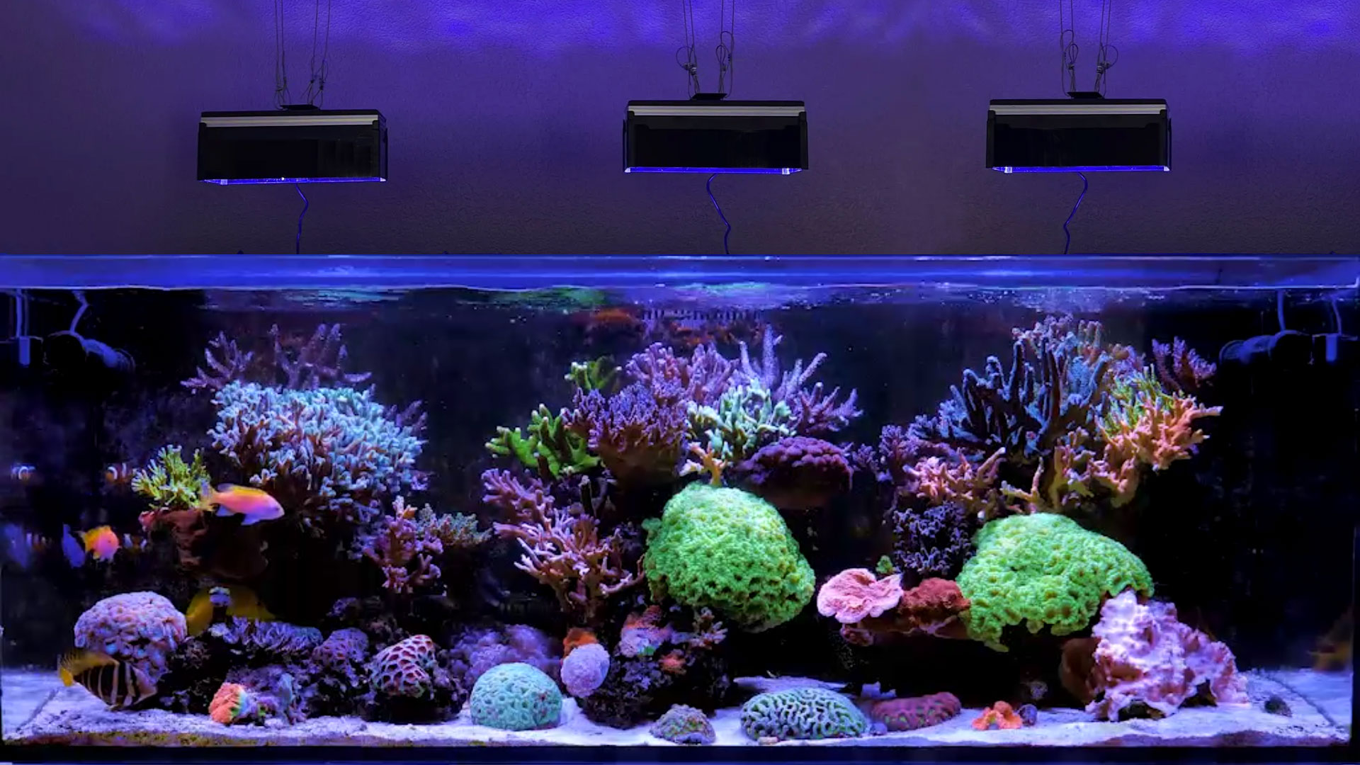 Image of PopBloom RL180 LED Reef Light, Professional High-Efficiency WiFi Reef Aquarium Lighting, Energy-Saving Full Spectrum Coral Lamp for Saltwater Marine Aquarium (RL180 PUR Over 200W, Hanging)