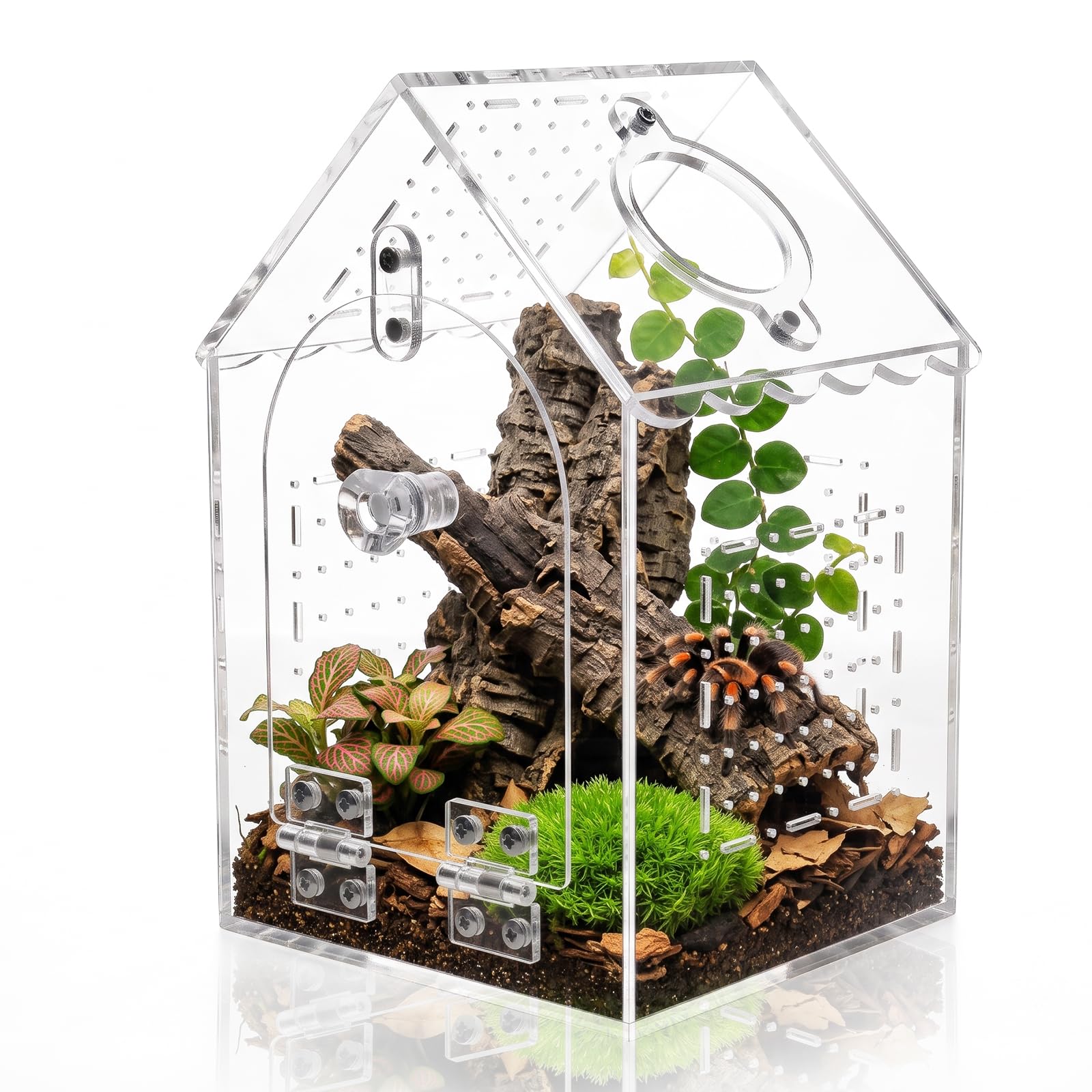360° House-Shaped Cylindrical Jumping Spider Enclosure mit Feeding Hole