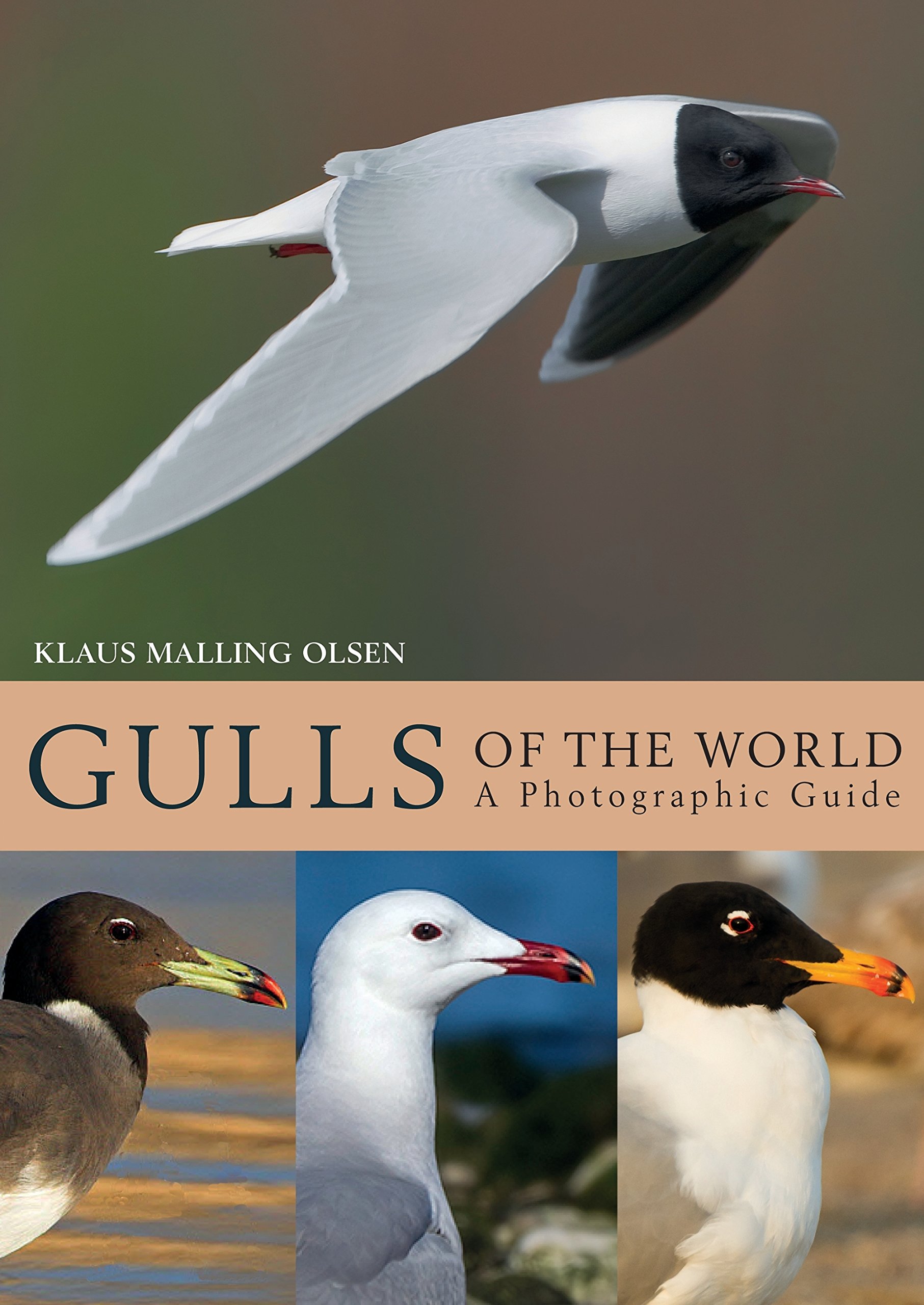 Gulls of the World: A Photographic Guide (Helm Photographic Guides)