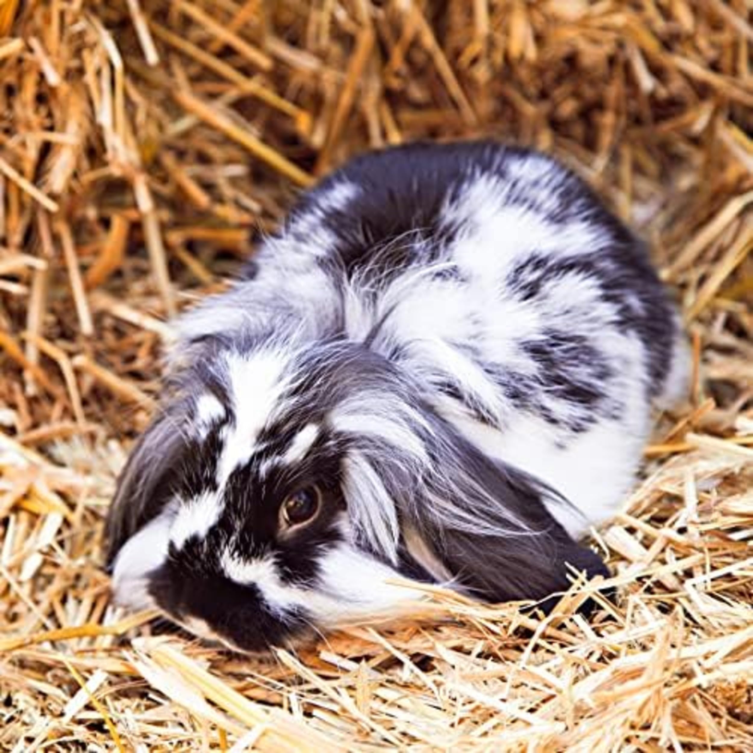 Blue Mountain Hay Fresh High Altitude 2nd Cutting Timothy Grass Hay (10 lb), Soft Leafy Easy Flake Forage High Fiber Balanced Nutrition Supports Digestion Optimal Weight Palatability Low Waste - image 6