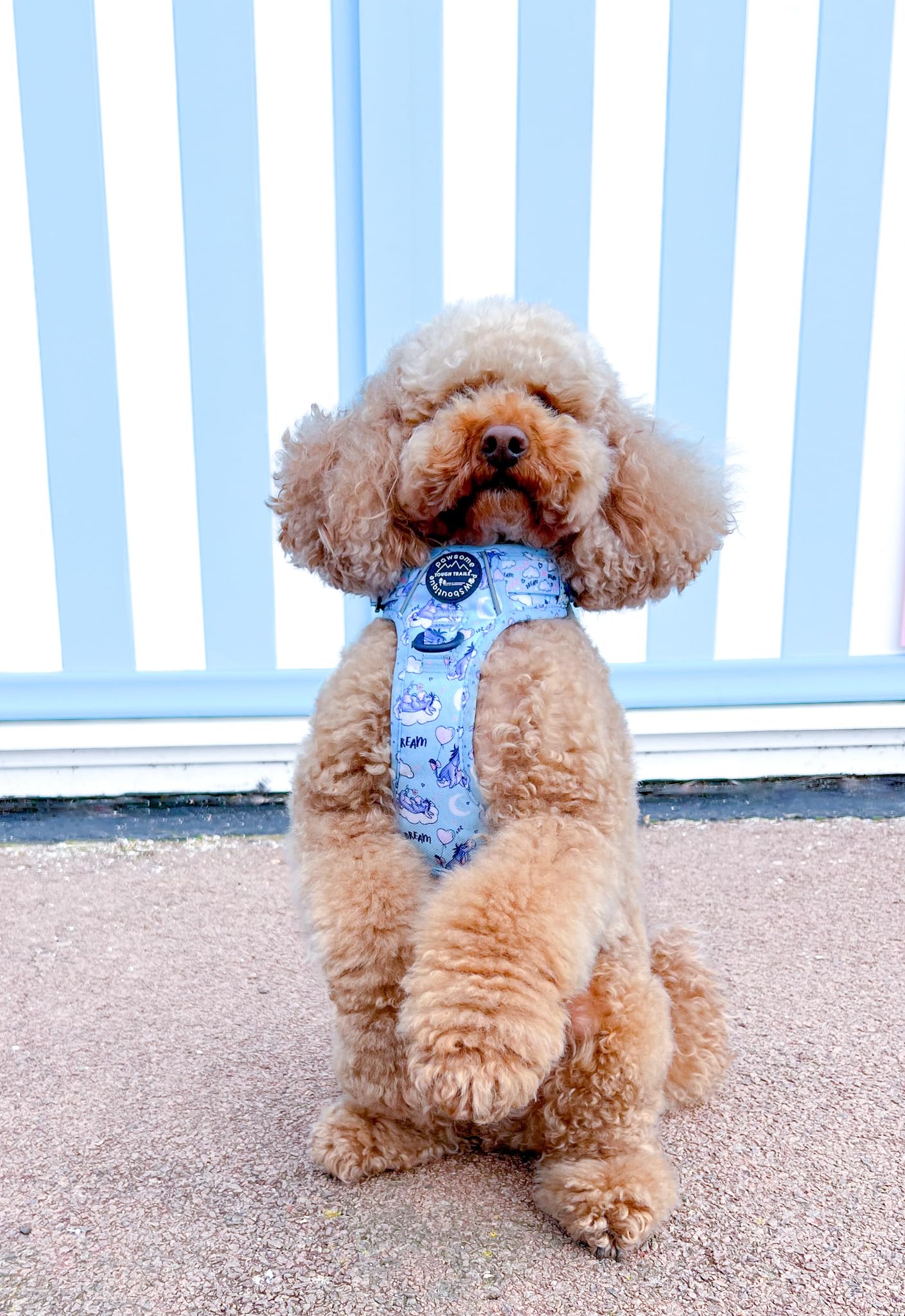 Pawsome Paws Boutique Eeyore - Arnés para Perro Grande Tough Trails – Arnés Ajustable con diseño de Disney sin tirones con Ribete Reflectante y Hebilla Resistente