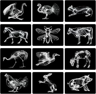 12 Pcs Animal X-Ray Set Animal X-Ray Flash Cards Educational Science Kit Light Table Accessory, 11.8 x 8.3 (Farm Animals)