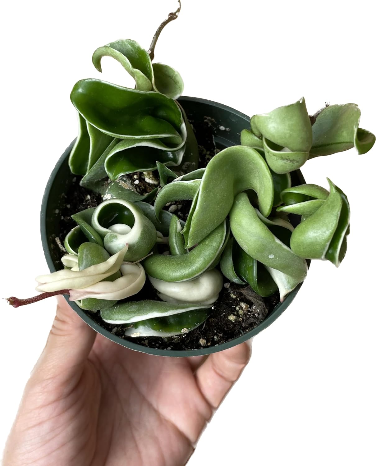 Variegated Hoya 'Rope Plant' - Hoya Compacta Variegata - Stunning Twisted Foliage Houseplant - Air Purifying Plant - Hoya Plants Live Houseplants - Pet Friendly Plant (4" Pot)