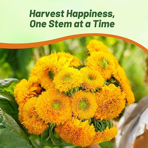 Miniatura 5 de Outsidepride Giant Sungold - Semillas de girasol para plantar, 500 piezas anuales, fáciles de cultivar con flores vibrantes y abundantes para