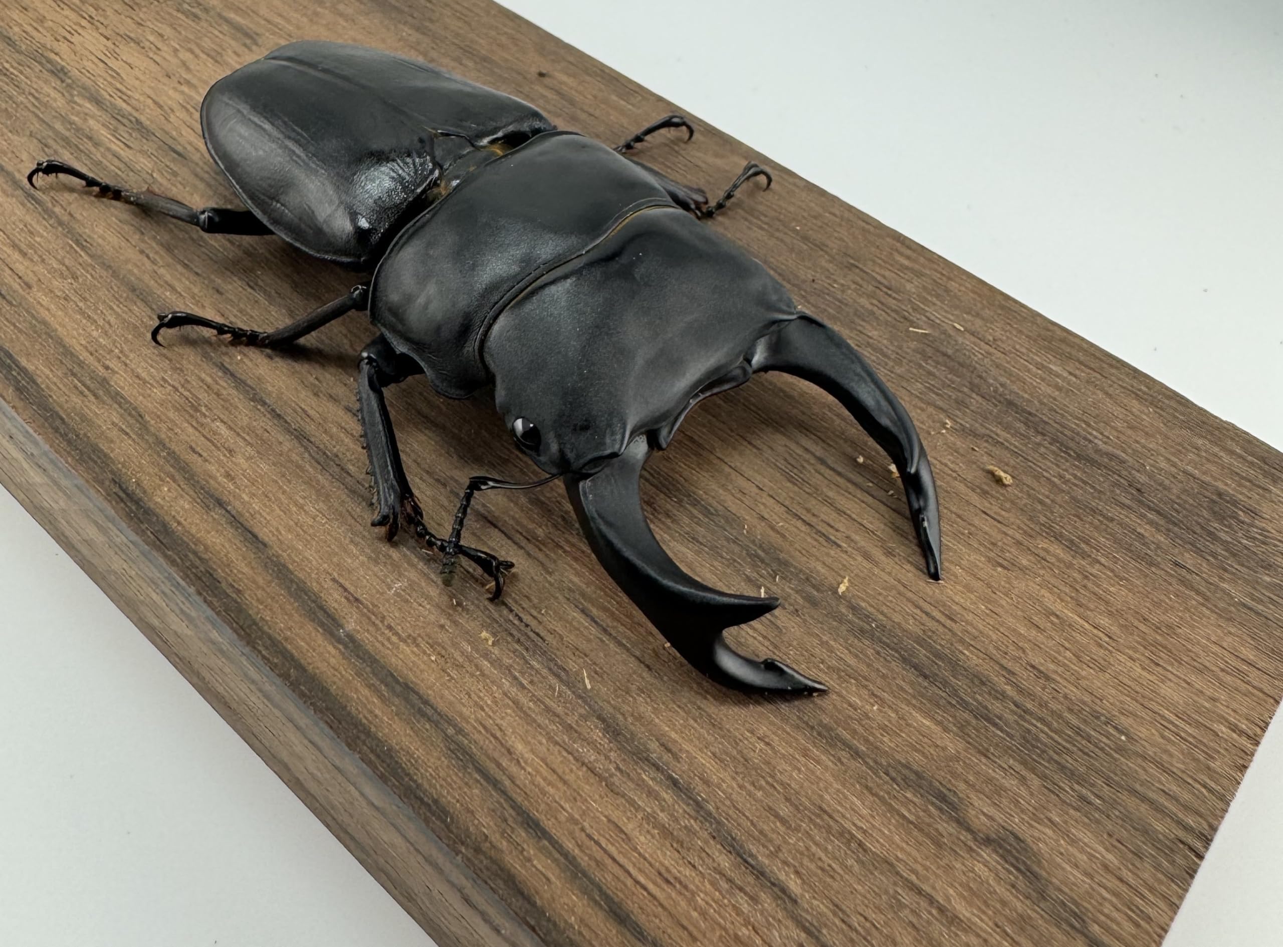 マツノ久留米 オオクワガタ 81mmペア