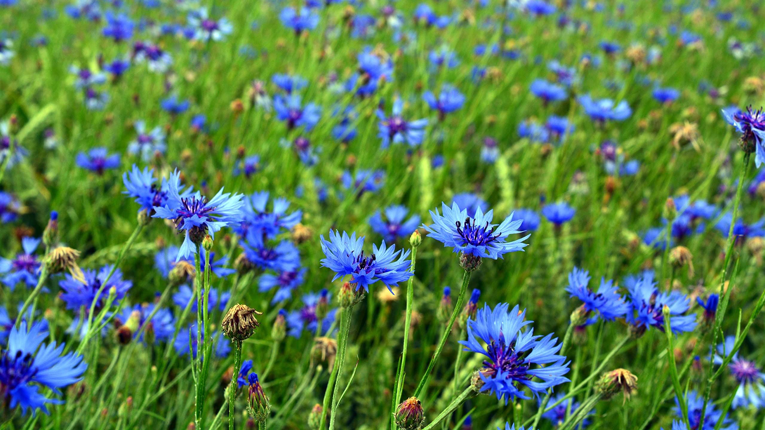 Kornblume (Centaurea cyanus) Samen ´Wildform´. Heilpflanze, essbar (20000 Samen = 78,0g)