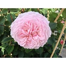 English Rose James Galway in a 7 litre pot