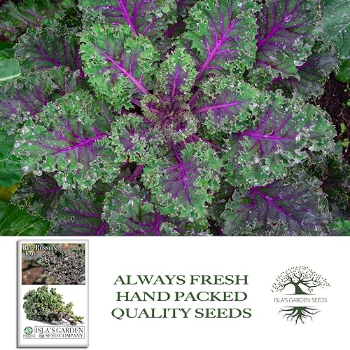 Miniatura 4 de Semillas rojas de col rizada rusa para plantar, más de 750 semillas de reliquia por paquete, semillas de jardín de Isla (semillas de jardín de