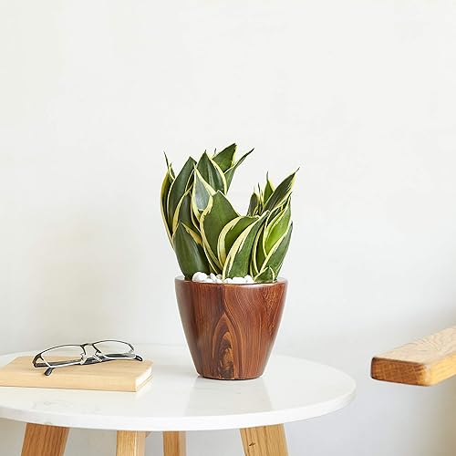 Miniatura 2 de Catleza Juego de 2 macetas ecológicas de autorriego inteligente para interiores y exteriores, redondas, madera de imitación