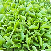 Nobellan Lettuce Green Set of 12