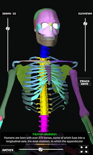 Bones Human 3D (anatomy)