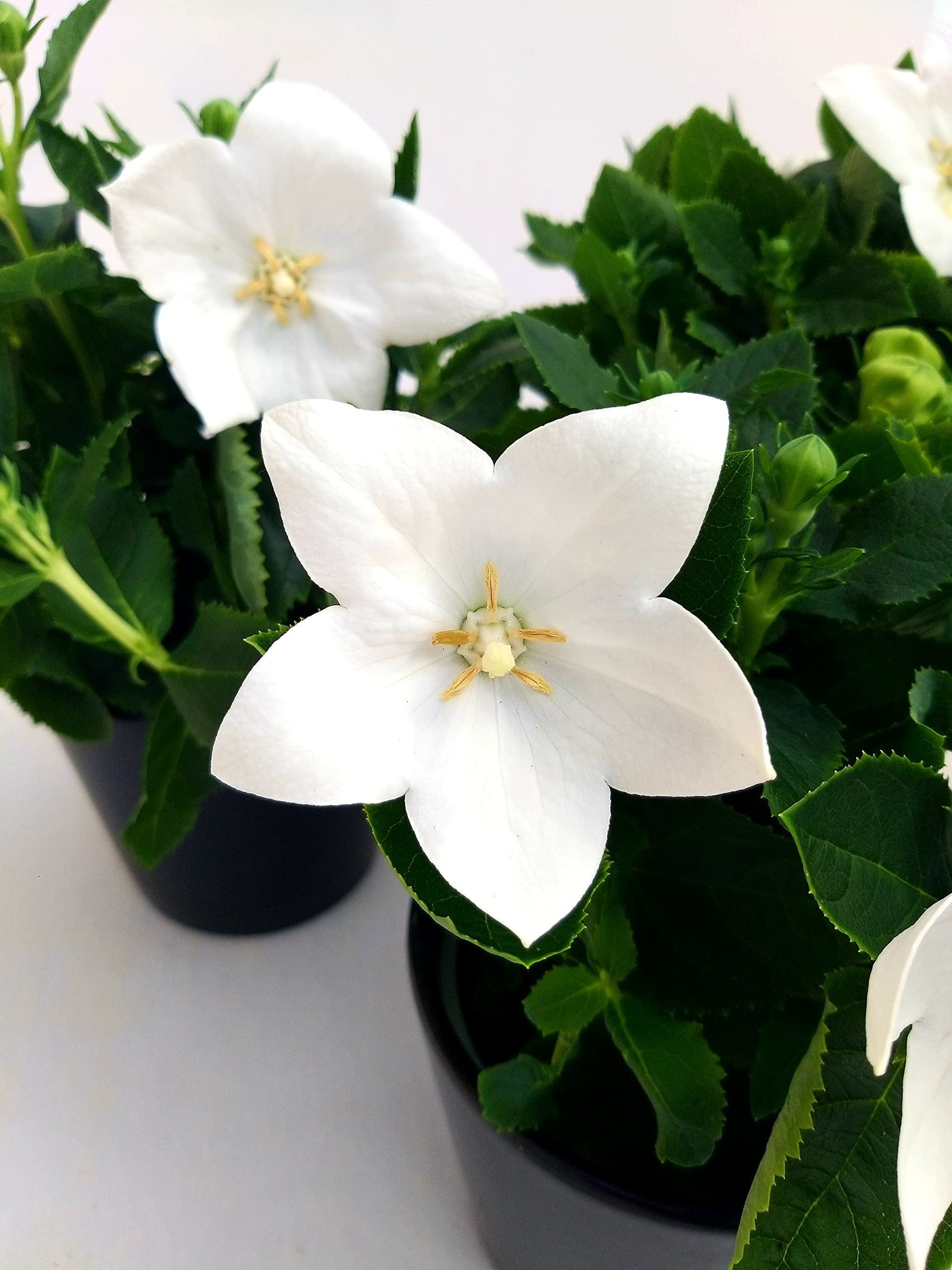 POWERS TO FLOWERS - PLATYCODON TRICOLORE BLU - ROSA - BIANCO, 3 PIANTE, piante vere