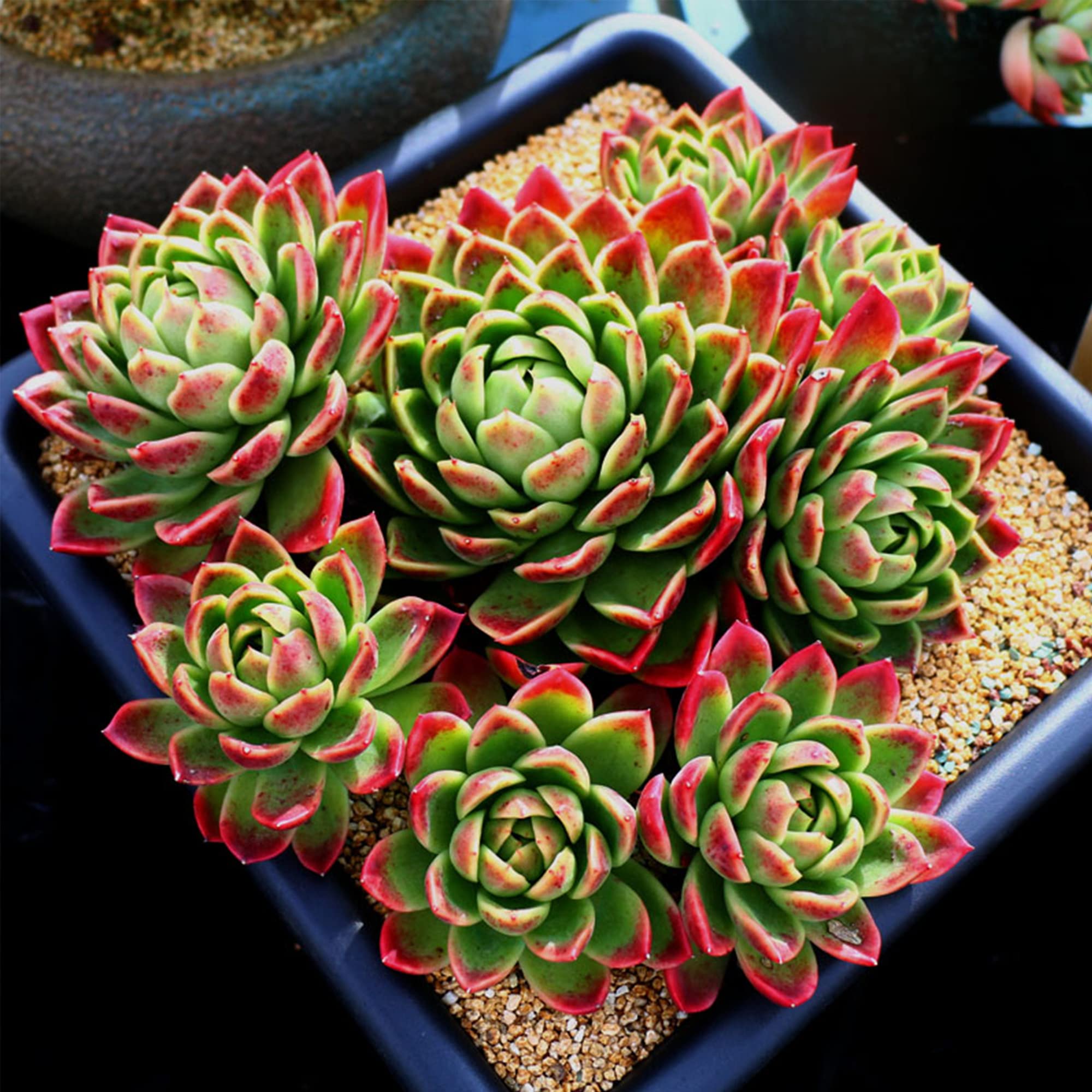 Avalution 2 mm - 4 mm grober Sandstein Pflanze Dekorative Kies Sukkulenten Kaktus Bonsai Kies Terrarium Füllung DIY Gartenarbeit Indoor & Outdoor Garten Bonsai Dekoration - 8,2 kg