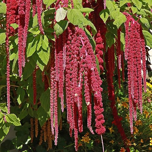 Love-Lies-Bleeding 'Crimson Tassels' Seeds – Hardy Annual Amaranthus for Borders,