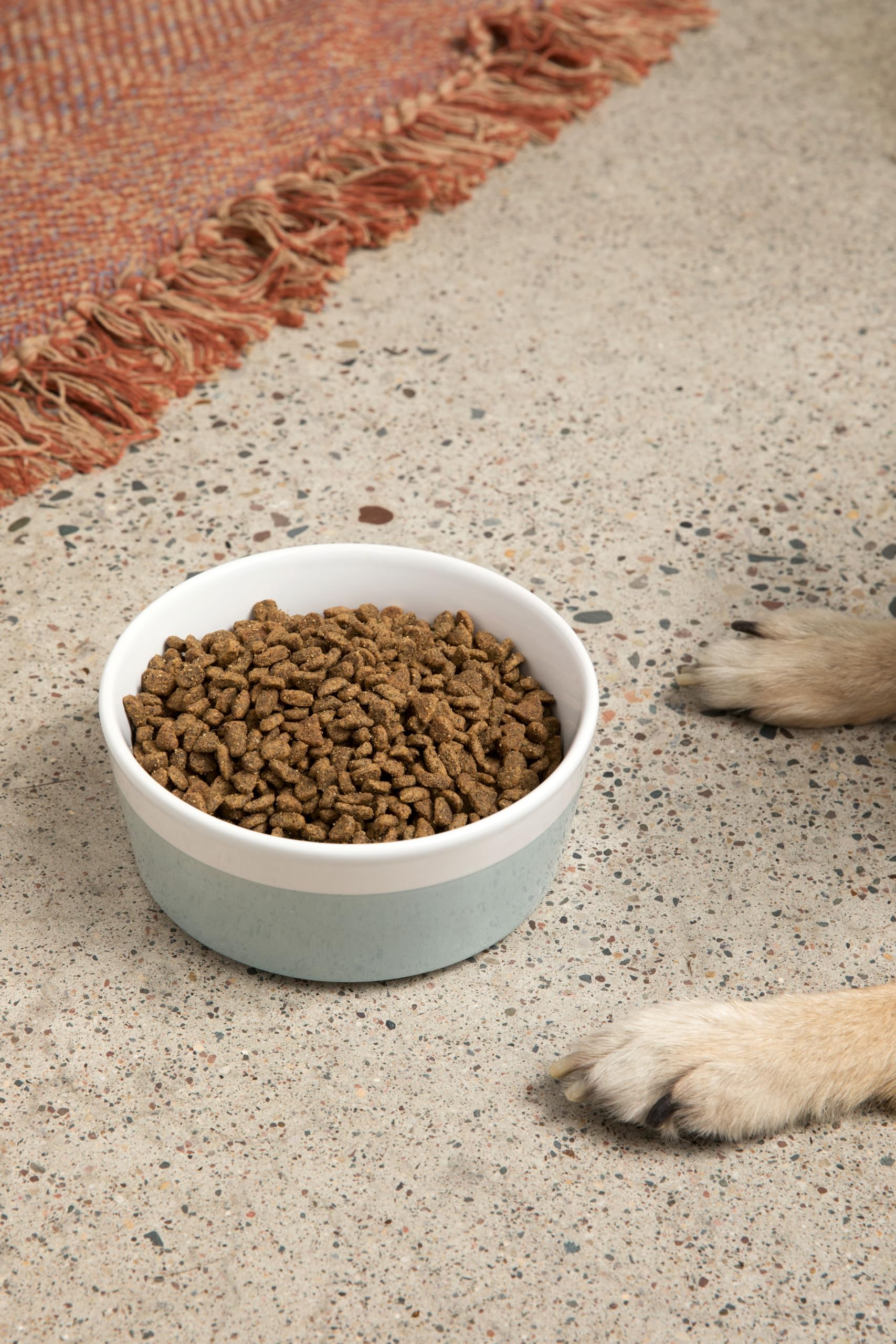 Curated visual reference: Visual Reference: Snapklik Com Waggo Dipper Ceramic Dog Bowl For Small And