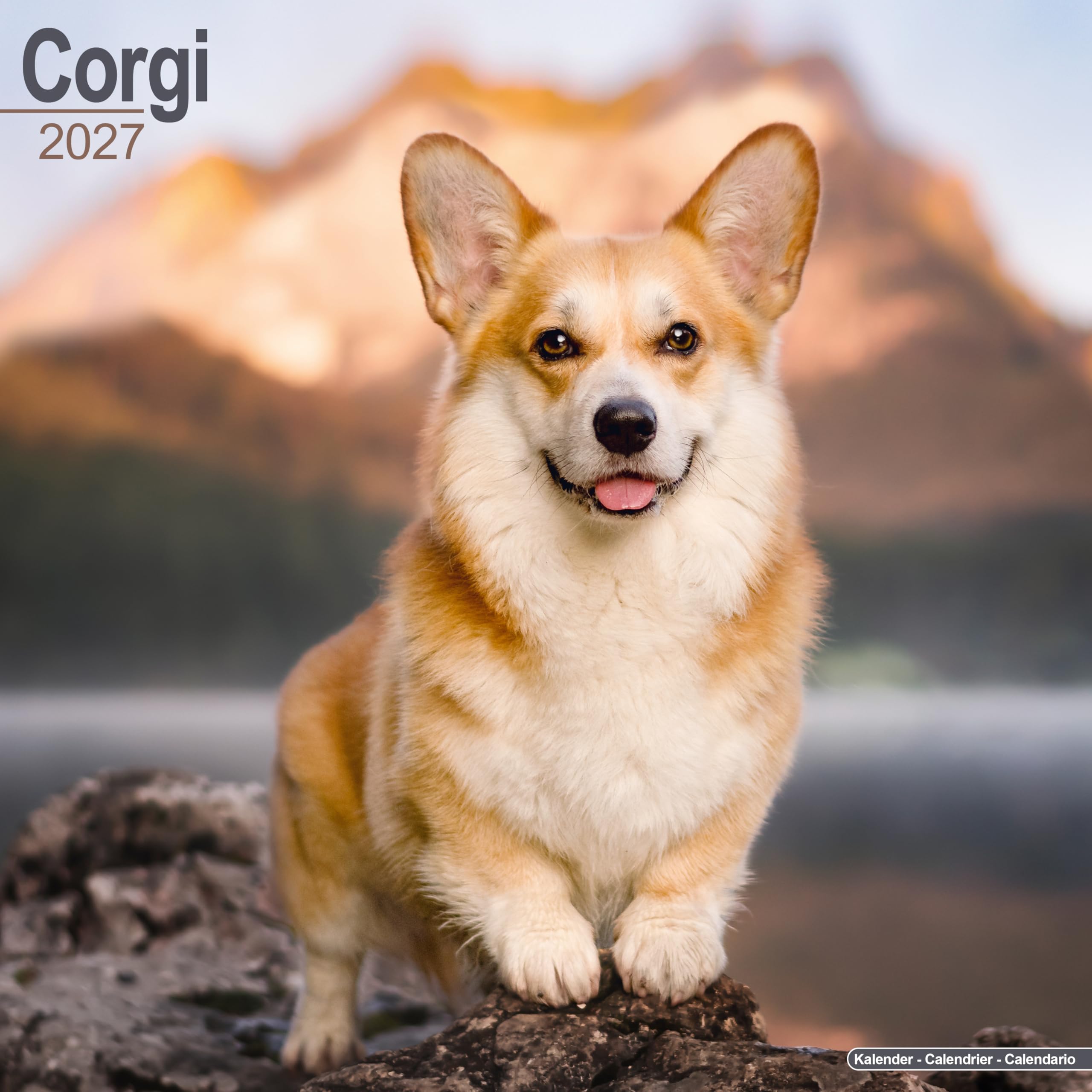 Corgi 2027 Calendar | Square Wall Calendar | Dog Breed Gift | Plastic Free Packaging | by Avonside Publishing