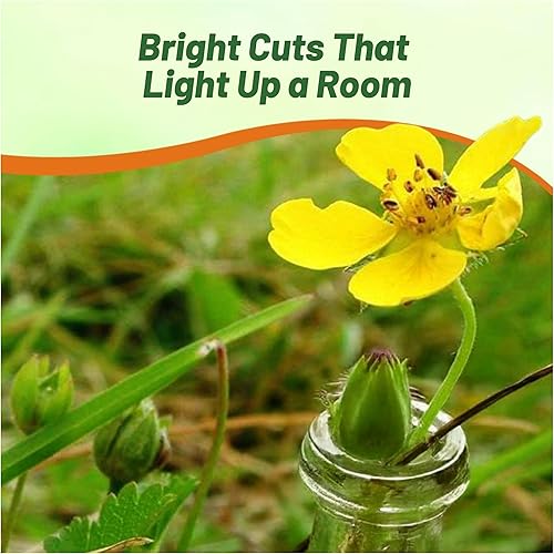 Miniatura 6 de Outsidepride Cinquefoil Gold Sovereign Potentilla Semillas  1000 semillas de flores perennes, fáciles de cultivar con altura compacta para