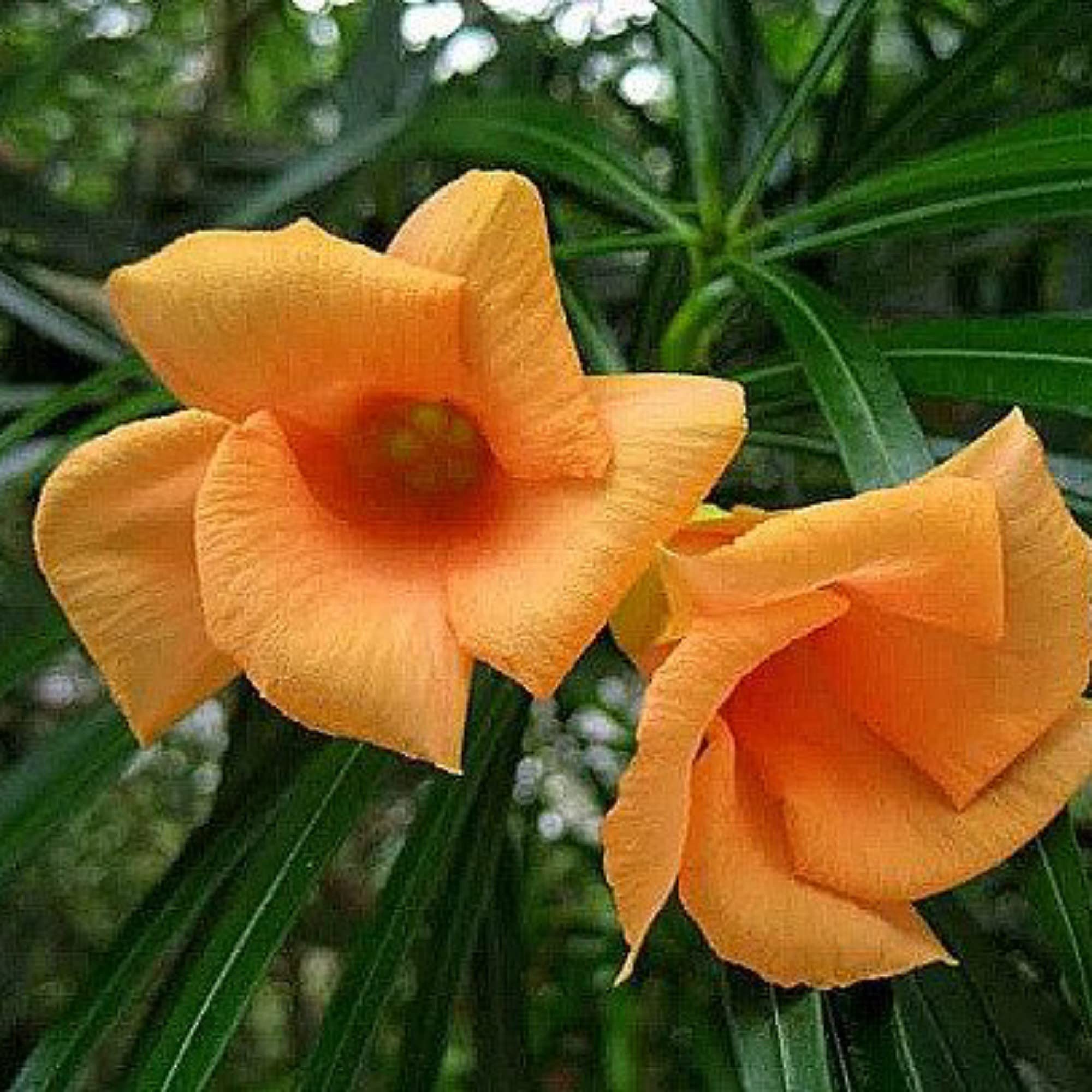 See full amazon price history chart for Guruji Plantation Kaner Hybrid Oleander Cascabela Thevetia Decorative Outdoor Live Garden Plant with Plastic Pot (Pack of 2 (Orange & white)) Guruji Plantation Kaner Hybrid Oleander Cascabela Thevetia Decorative Outdoor Live Garden Plant with Plastic Pot (Pack of 2 (Orange & white)) (B0C37STH86) Amazon Price History, Amazon Price Tracker