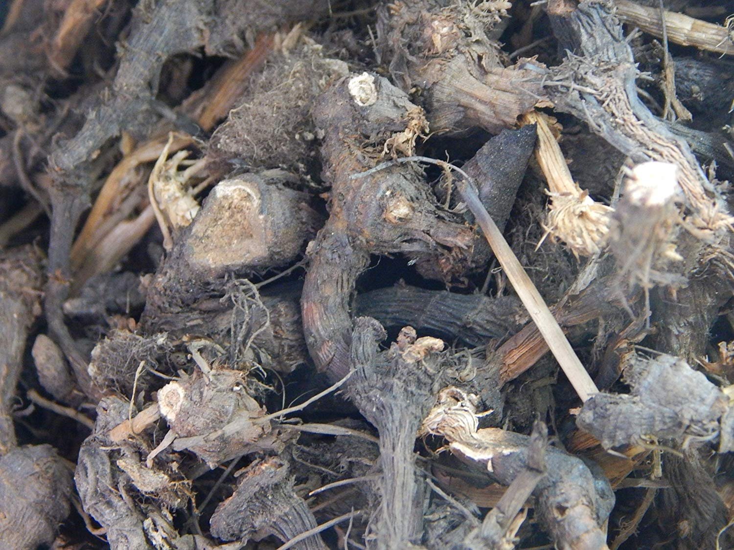 Kapebonavista Bara-nagar-motha Nut Grass Cyperus rotundus 5plants (B07F8W11R3) Amazon Price History, Amazon Price Tracker