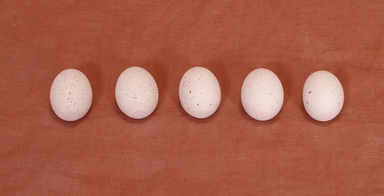Incubator Warehouse Ceramic Nest Egg (Single Egg, Speckled, Small (Quail))